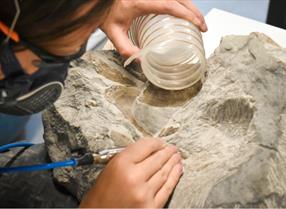 Fossil conservation
