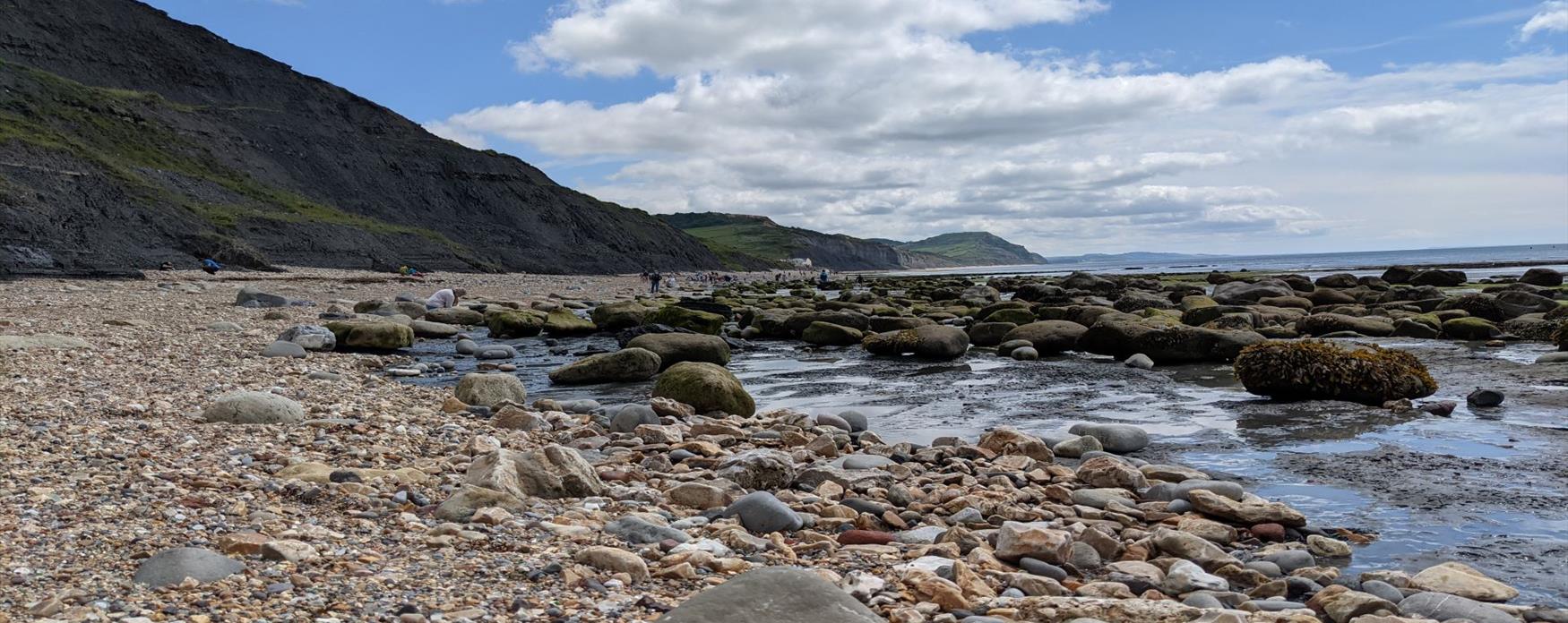 A pebble beach with dark grey limestone/ mud-looking cliffs. The pebbles/boulders near the sea have green algae showing it is low tide. The undulating cliffs from Charmouth extend off into the distance from the photographer. The sun is bright but there are a few fluffy white clouds in the sky.