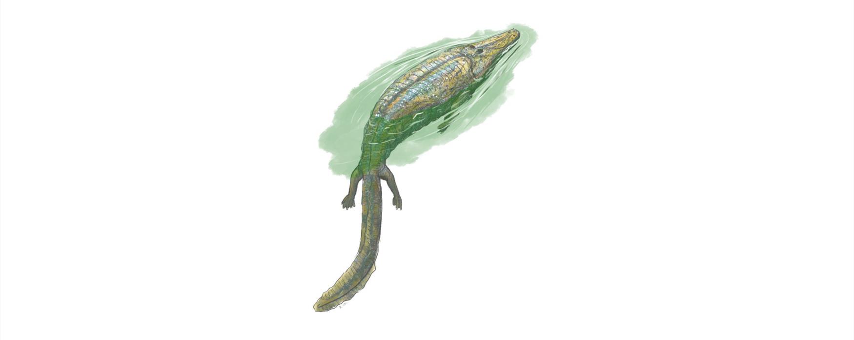 Eocyclotosaurus, a type of Temnospondyl artwork