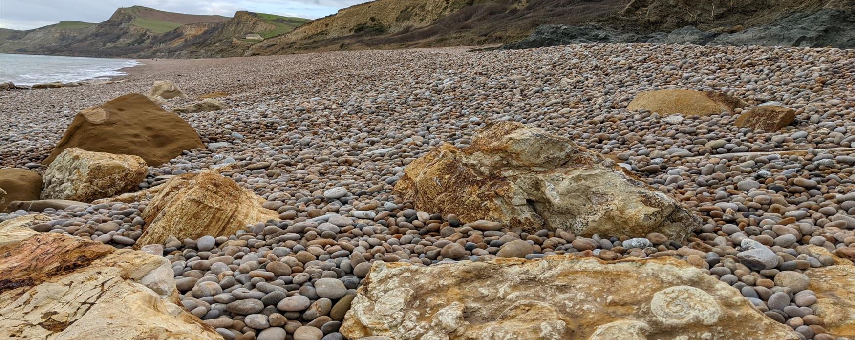 A close-up view of sandy coloured sandstone rocks with ammonite fossils on their surface. The pebble beach and large sandy cliffs extend off into the distance on the right side of the image. The sea glistens with a slight grey tinge on the left side.