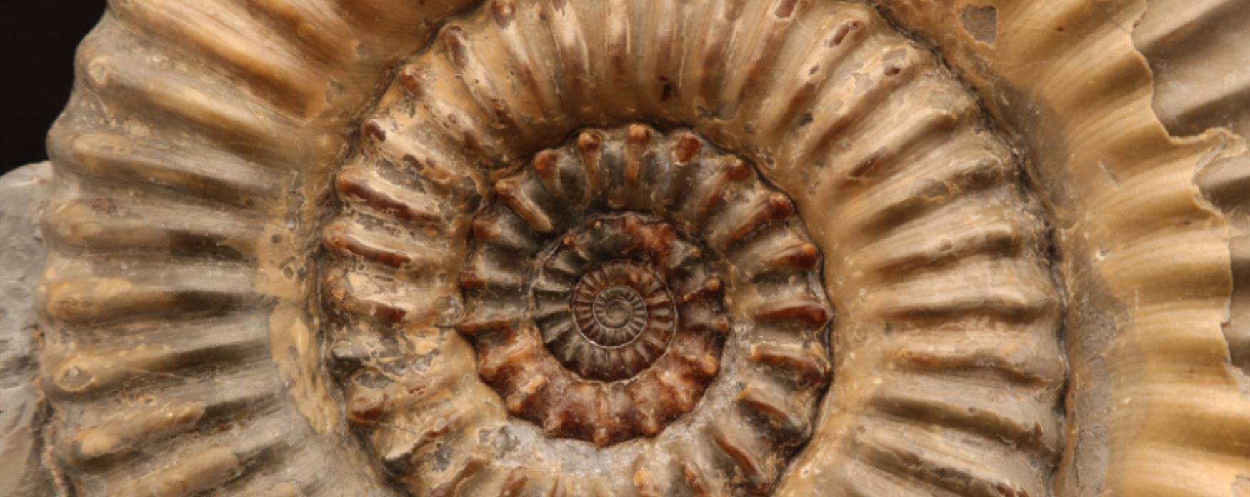 A Xipheroceras ammonite from Charmouth, Dorset