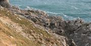 Lulworth Fossil Forest