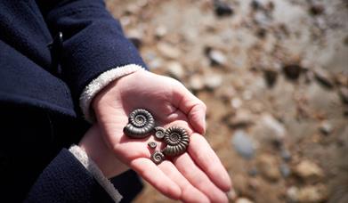 Fossil Collecting - ammonites in the palm