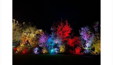 Illuminate at Abbotsbury Subtropical Gardens